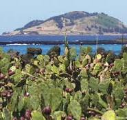 월령리 선인장 군락지