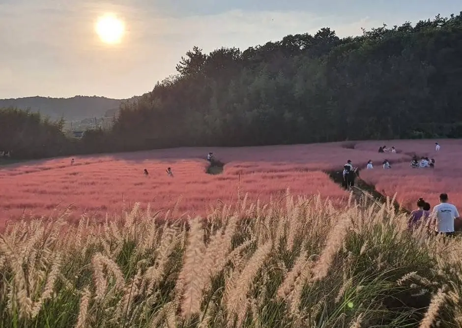 고창 청농원 핑크뮬리 가든
