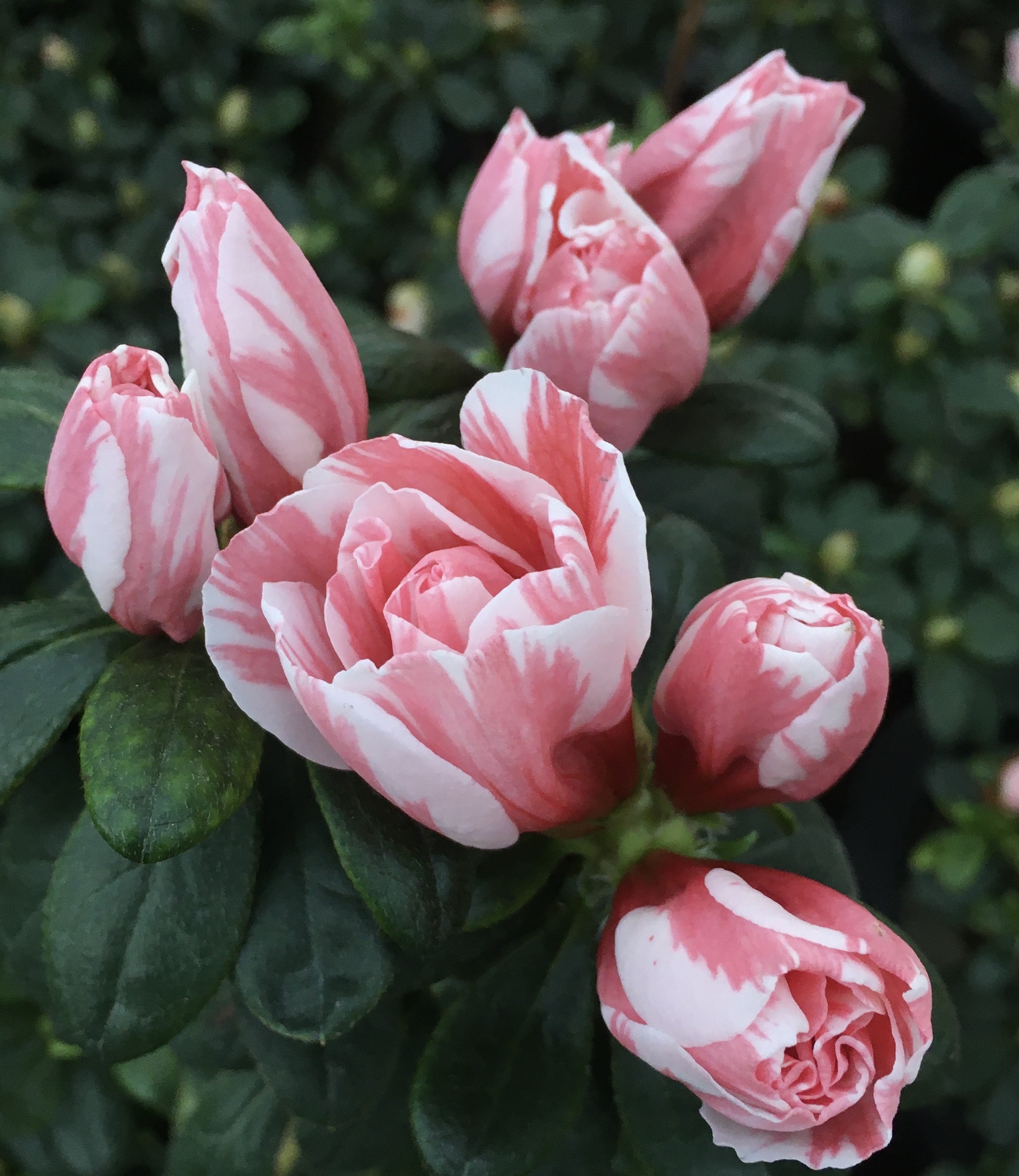 철쭉 개화시기 묘목 판매