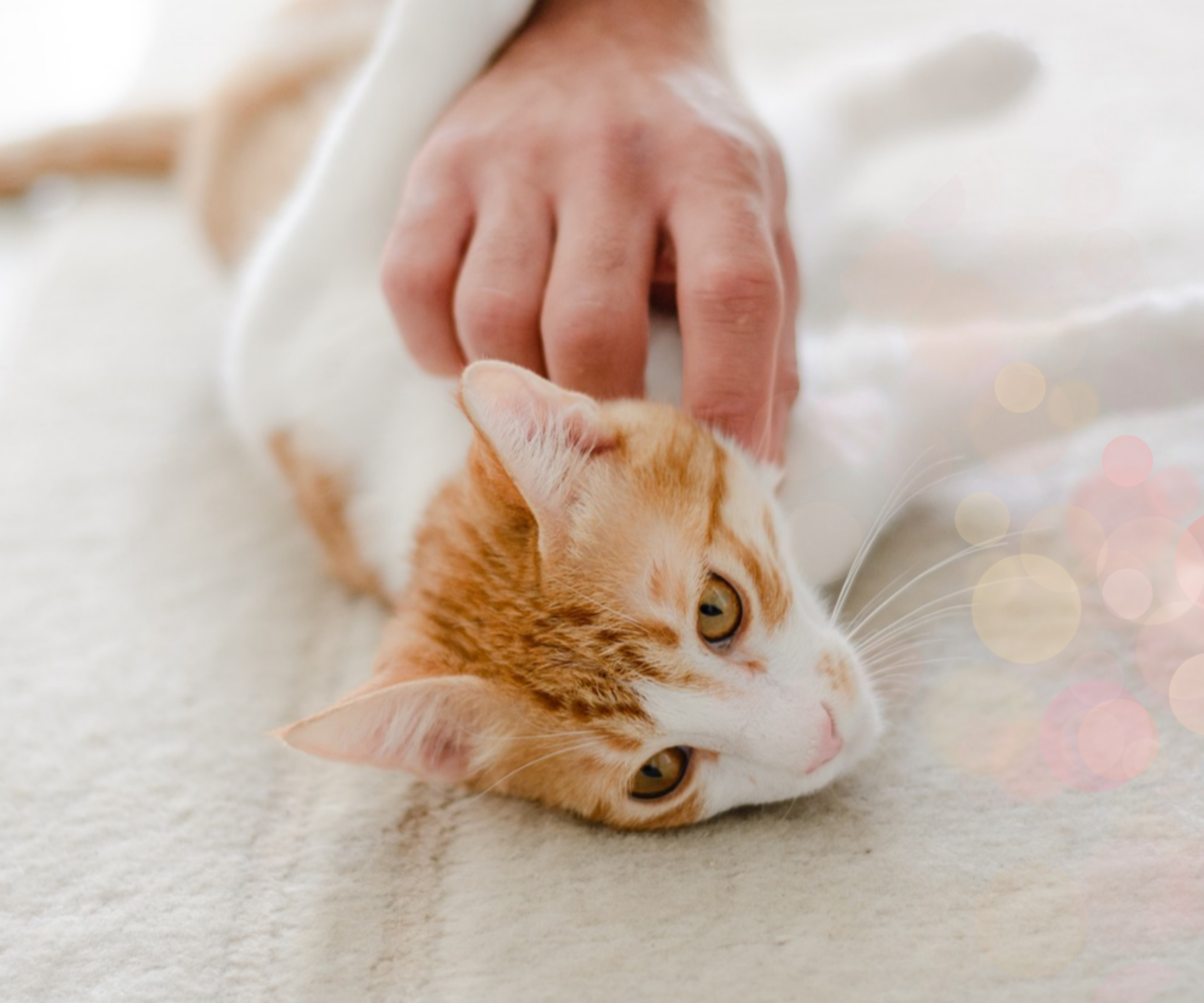 펫 테라피 들어보셨나요? 반려동물이 정신건강에 미치는 영향