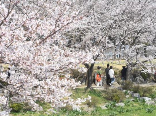 시흥 벚꽃