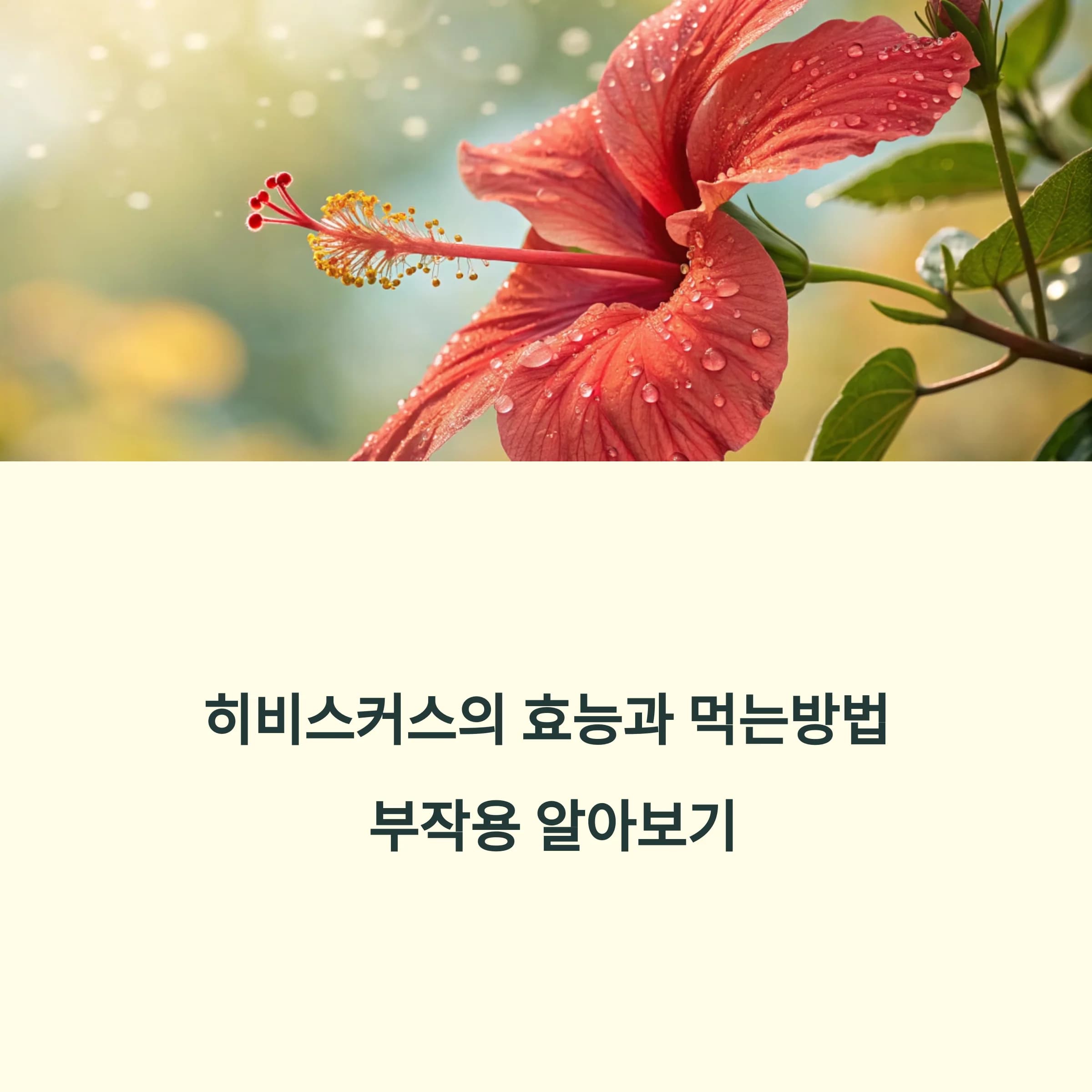 히비스커스-효능과-섭취방법