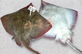 10회 흑산도 홍어 축제 기본일정과 특징 소개