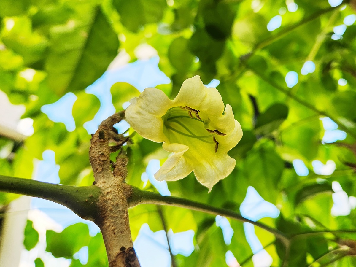 녹보수(녹색보석나무) Emerald Tree