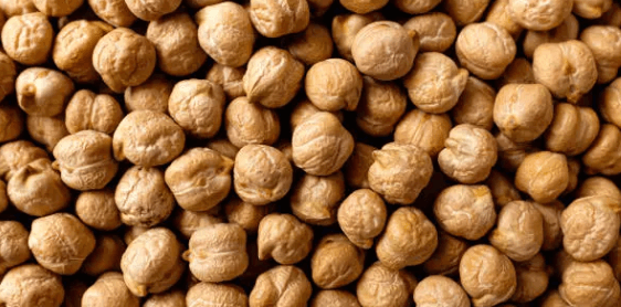 병아리 콩의 특징