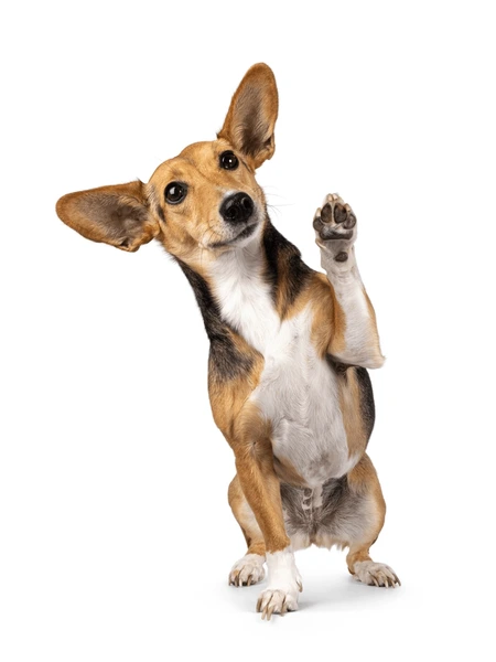 강아지 발바닥 이미지