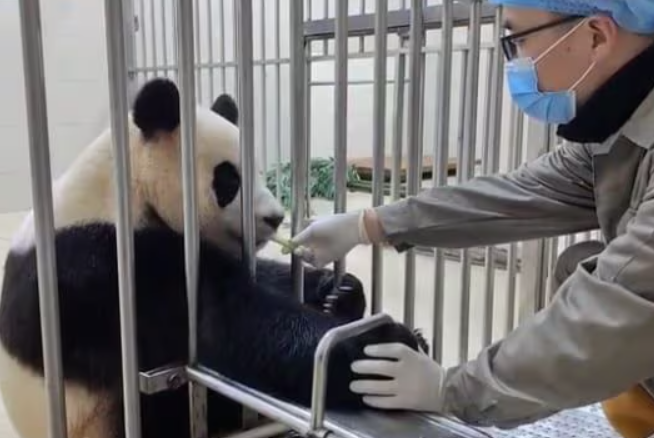 푸바오 갤러리 중국