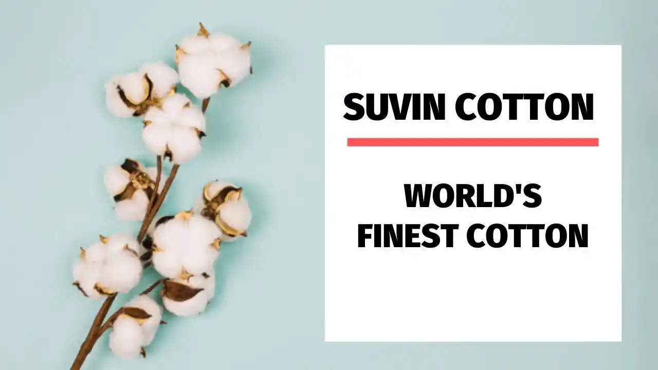 시오타 수빈 코튼