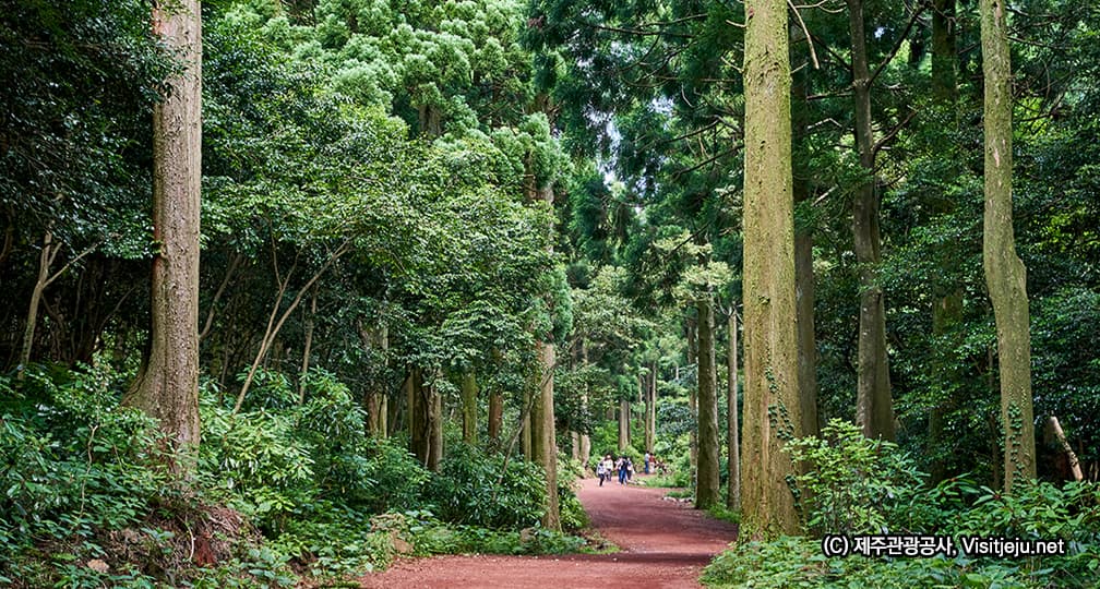 커피 대체 천연 음료: 건강한 카페인 대체제 소개