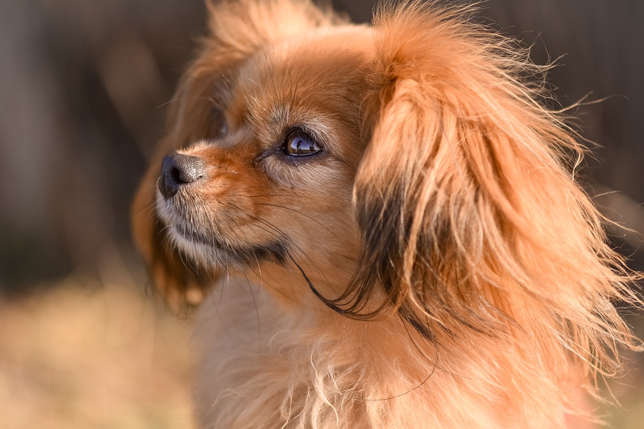 티베트 스패니얼(Tibetan Spaniel)