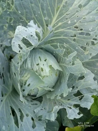 양배추 재배 배추흰나비 방제 칼슘 결핍 예방_14
