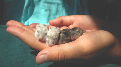 햄스터 종류별 특징과 성격 비교 - 나에게 맞는 햄스터 찾기 가이드