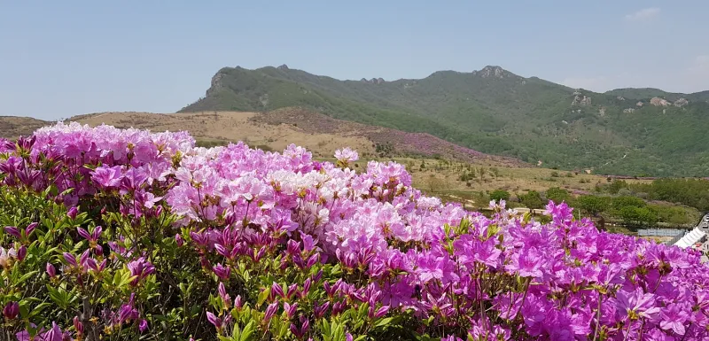 합천 황매산 철쭉
