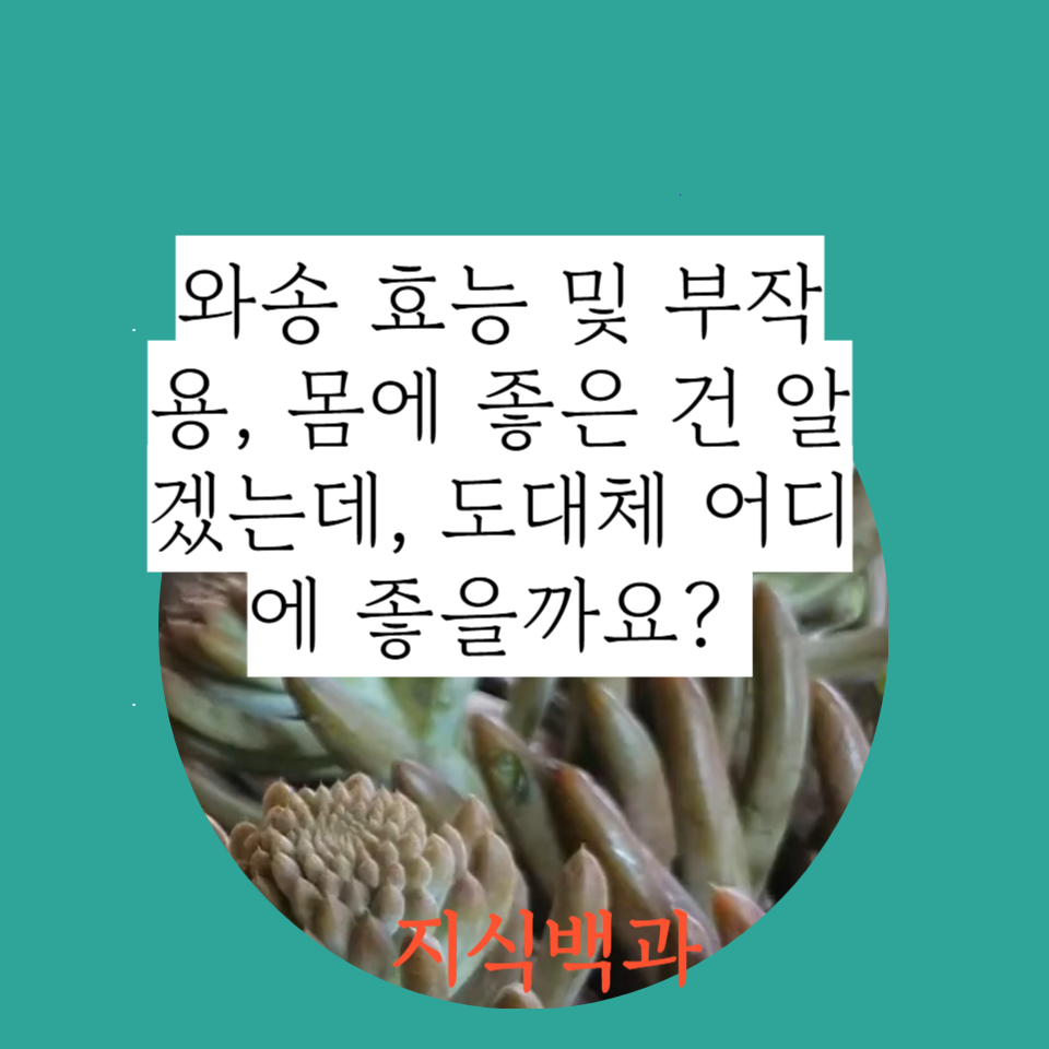 와송 효능 및 부작용, 몸에 좋은 건 알겠는데, 도대체 어디에 좋을까요?