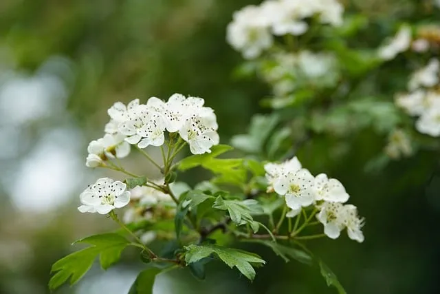 진한 향기에 취해버리는 이 꽃 산책로 옆 울타리 쥐똥나무_1