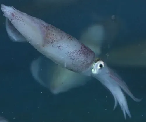 한치 오징어 차이 비교 생김새 맛 식감 완벽 분석_3