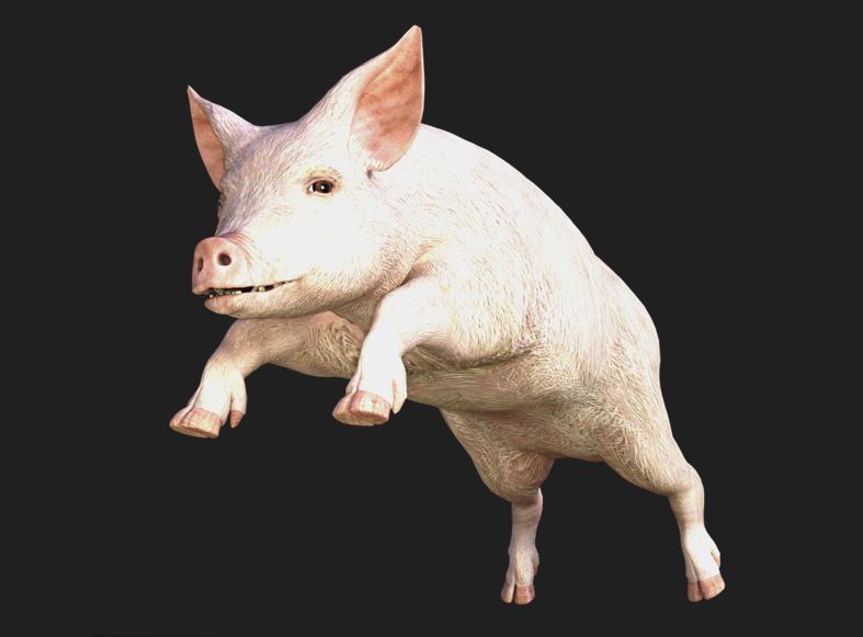 새끼 돼지 꿈해몽 &ndash; 상황별 8가지 해석