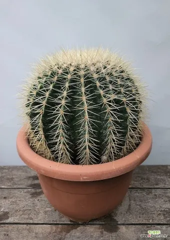 금호선인장 키우는 법, 물주기, 분갈이, 월동, 꽃_47