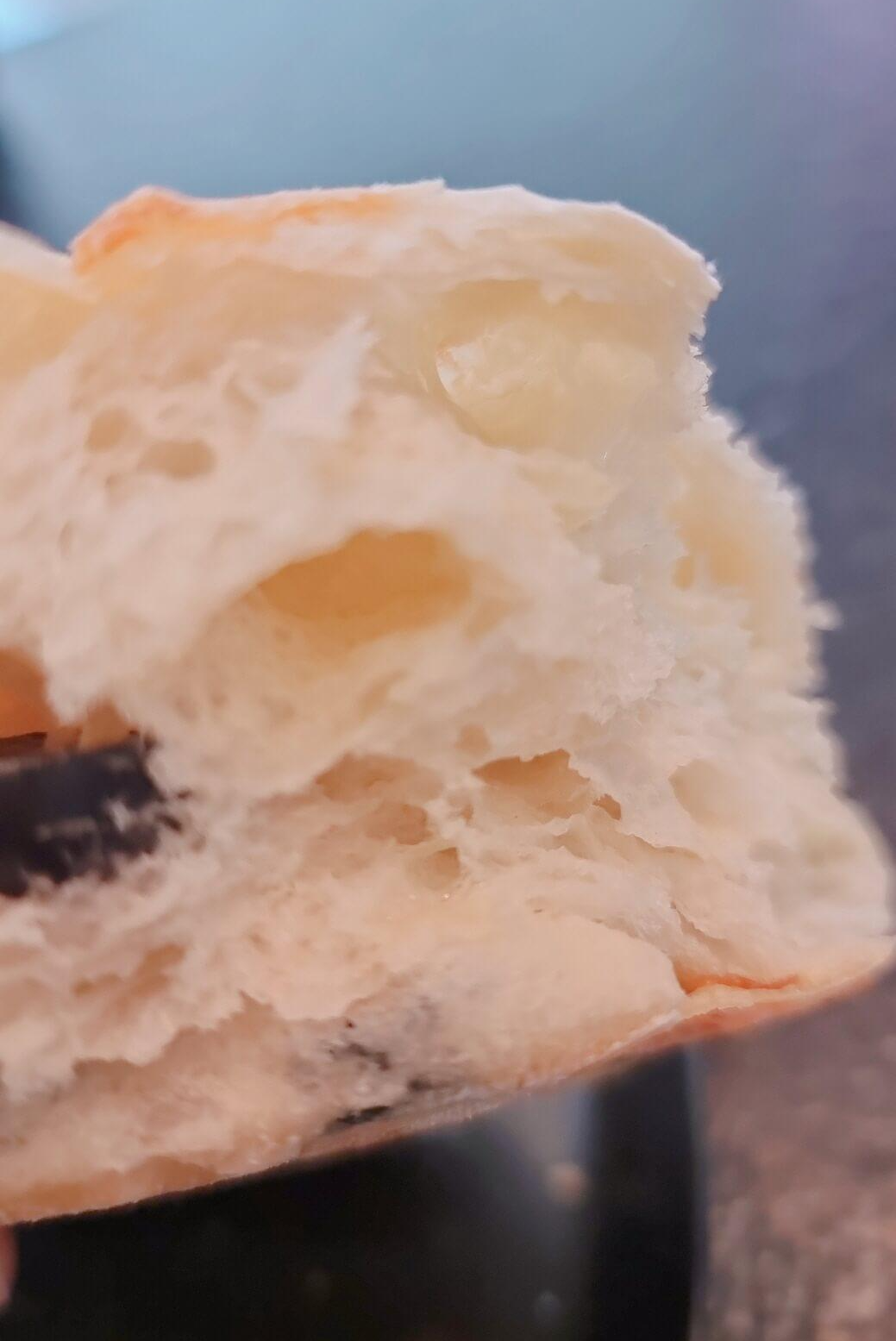 올리브치아바타 속