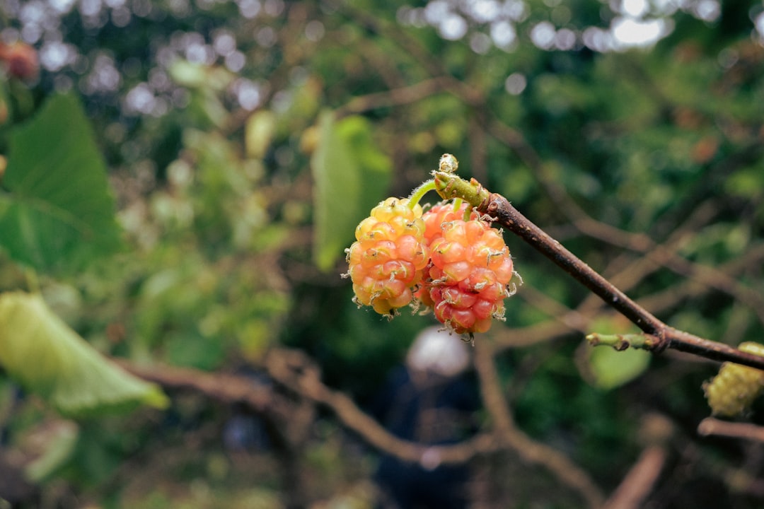Mulberry