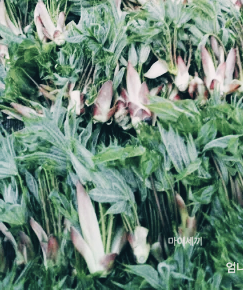 참두릅 땅두릅 개두릅 두릅 엄나무순 효능 엄나무순 먹는 법 엄나무순 가격