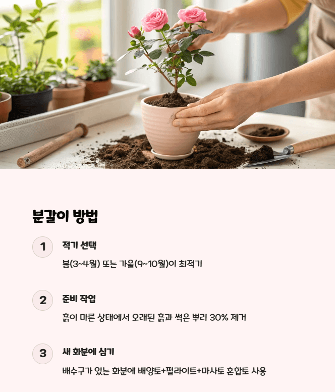 미니장미 분갈이