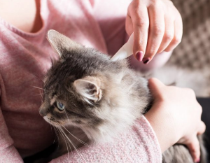 예방약을 투여받는 고양이