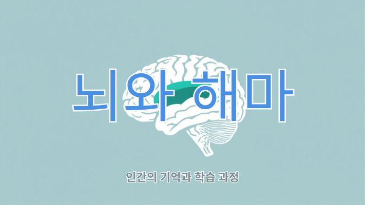 뇌의 해마 부위를 강조해 인지기능 설명을 돕는 이미지