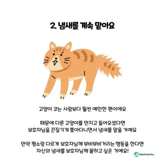 고양이 행동 분석 교정 언어 의미_6