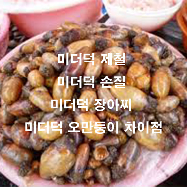 미더덕 제철 미더덕 손질 미더덕 장아찌 미더덕 오만둥이 차이점