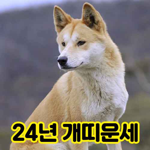 24년 개띠운세 썸네일