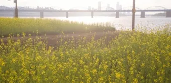 서래섬 유채꽃 축제 2025 서울 봄꽃 명소_14