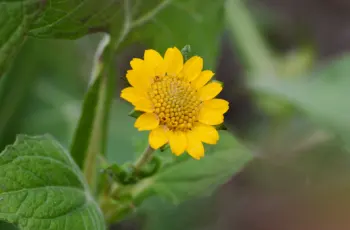 야콘 효능 및 영양성분, 먹는 방법