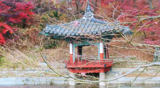 단풍