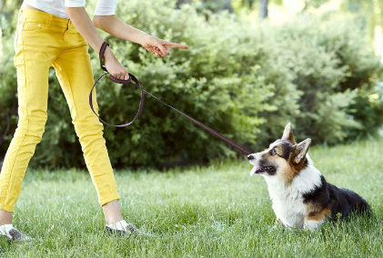 산책 중인 개와 주인.