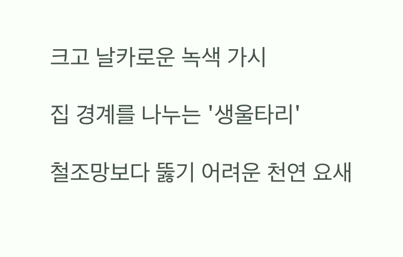 철옹성 같은 울타리&amp;#44; 날카로운 &amp;#39;가시&amp;#39;