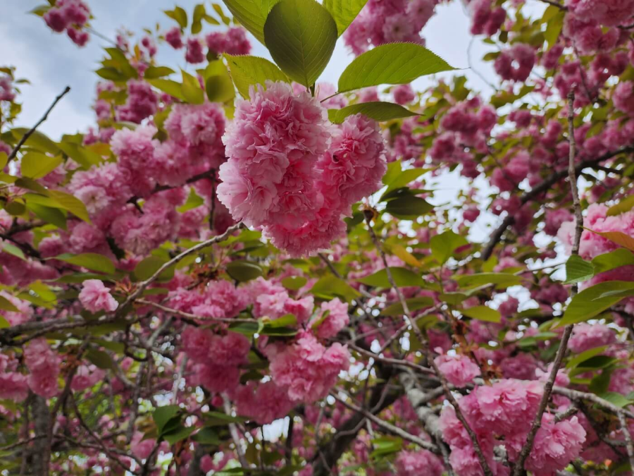 2월에 피는 꽃 매화
