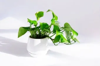 화분 귀가 후 점검 흙수분상태 잎건강확인 병해충 빠른대처 요령_2