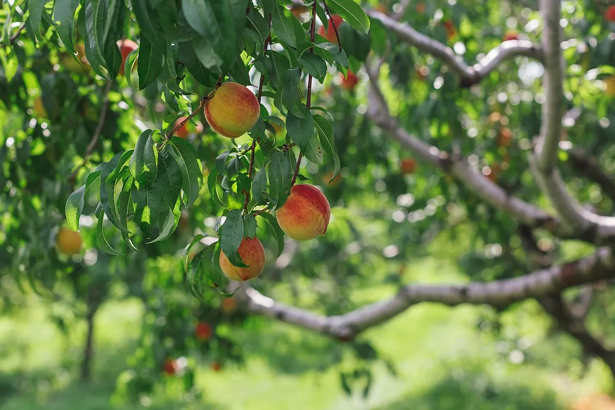 복숭아 나무 한살이 시기_2
