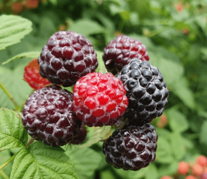 2025 고창 복분자와 수박축제 일정, 프로그램, 날짜