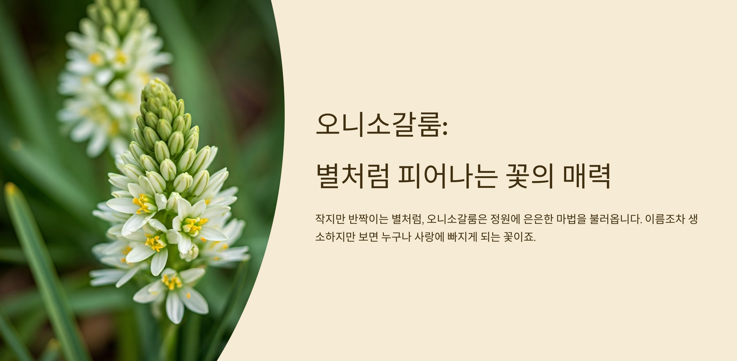 오니소갈룸