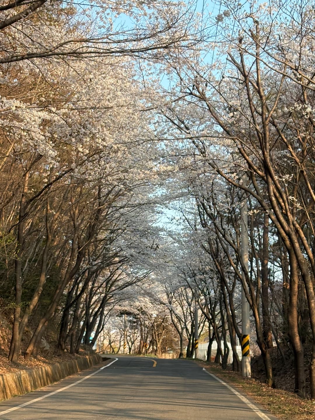 봄 햇살이 내려앉은 시골 벚꽃길