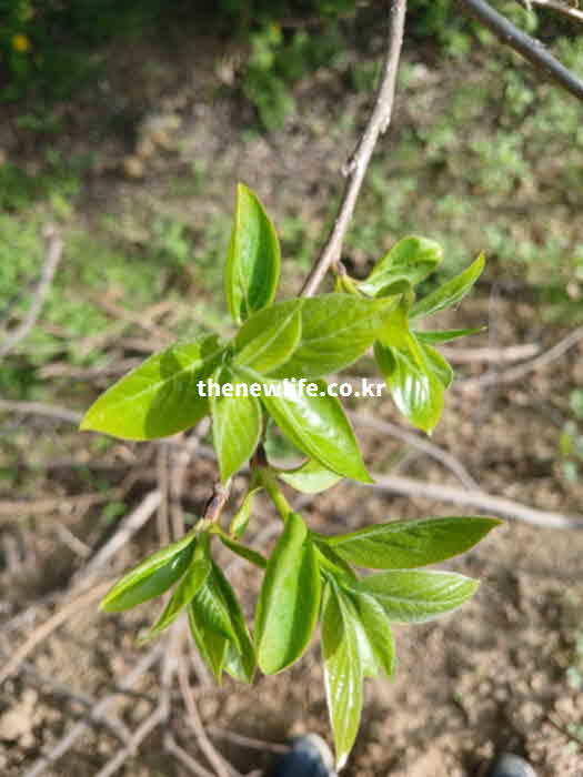꾸지뽕 잎 효능 폴리페놀 비타민 C 피부 노화 방지