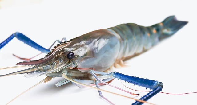 남당항 대하축제