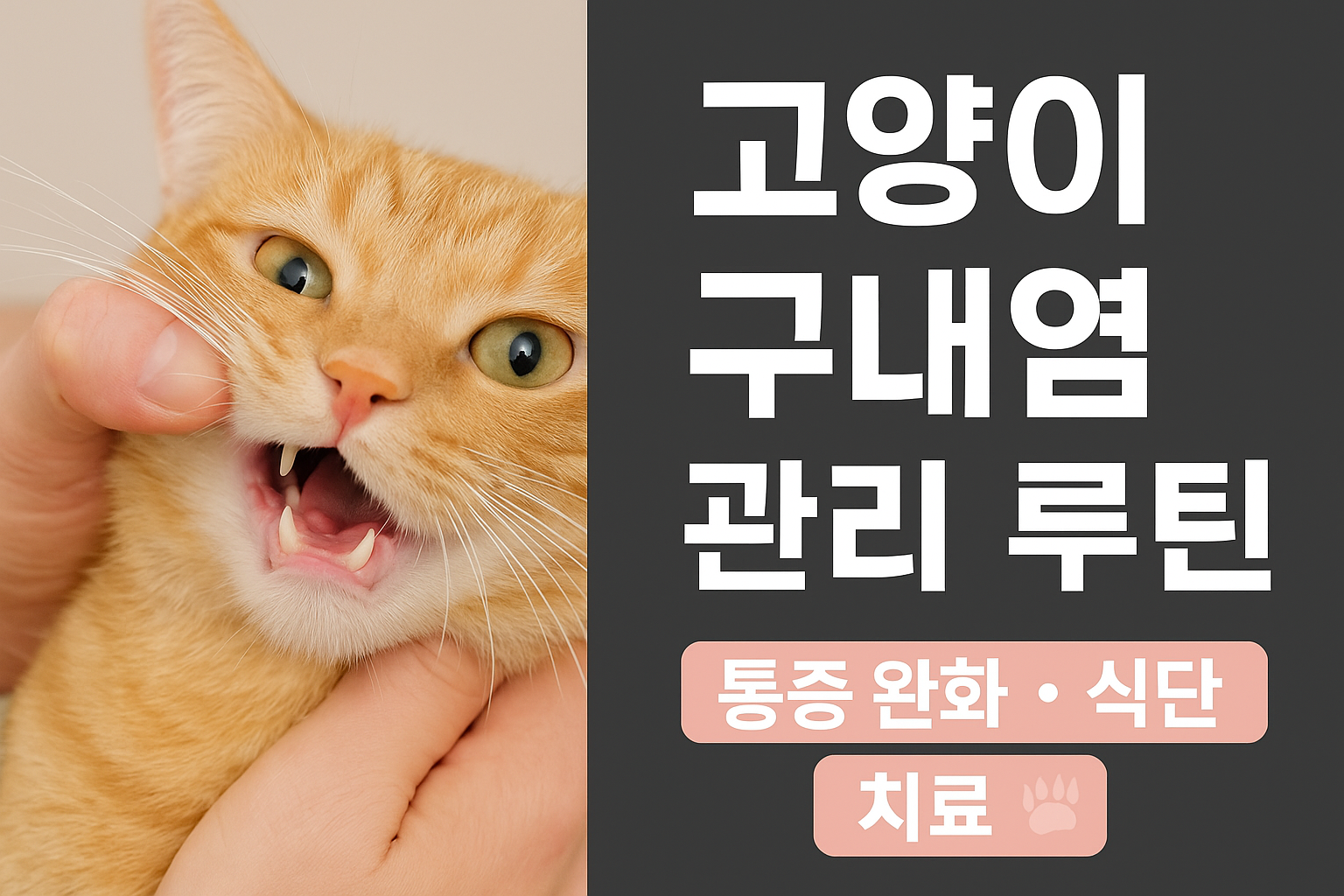 고양이 구내염 관리 루틴 (1)
