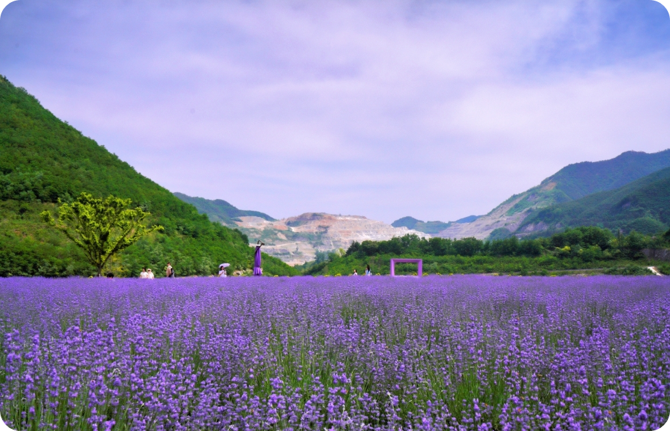 2025 강원도 동해 아이와 함께 가볼만한곳&amp;#44; 무릉별유천지&amp;#44; 라벤더 축제 총정리