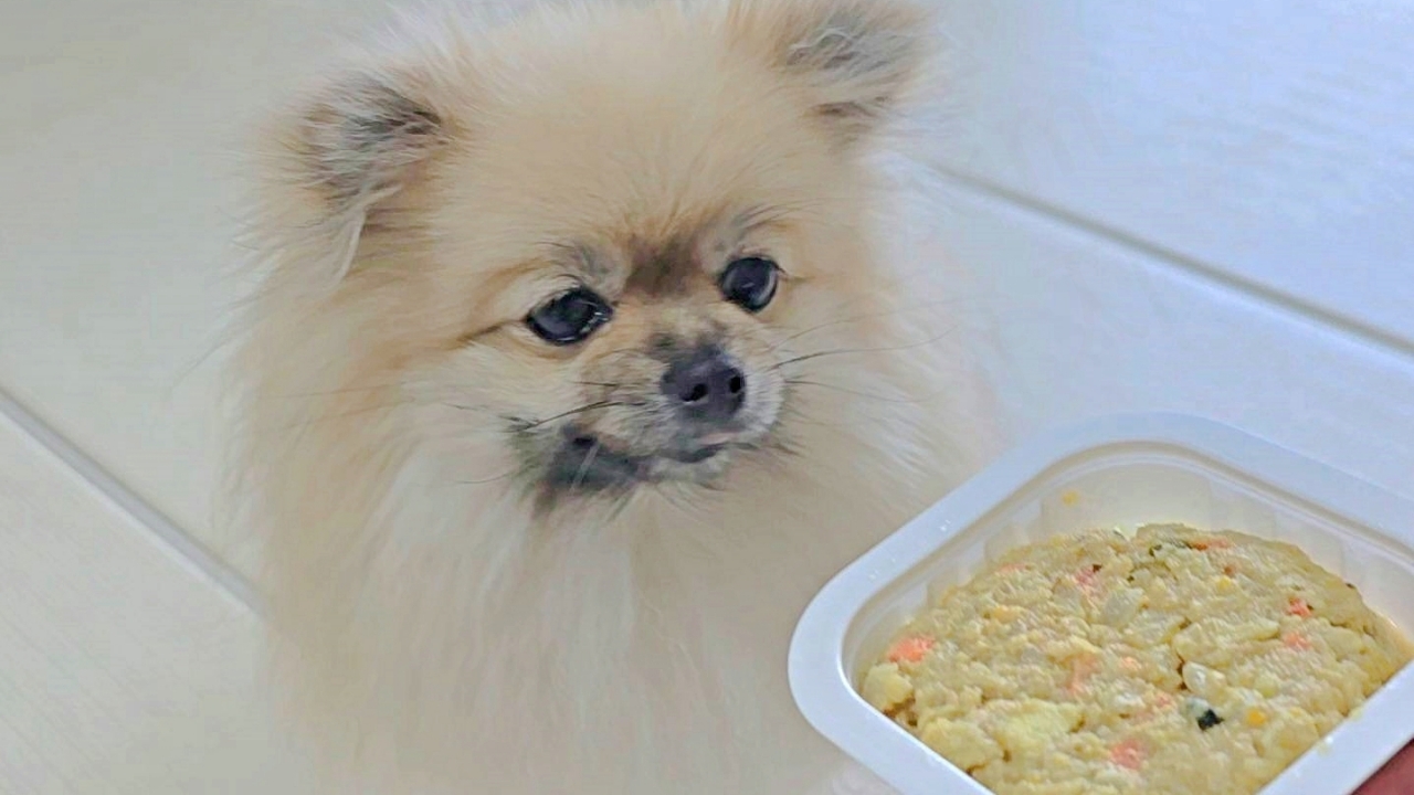 듀먼 화식 강아지 반응