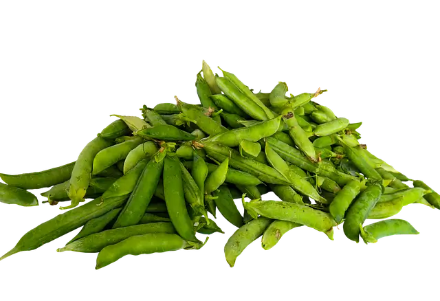 완두콩 파종시기