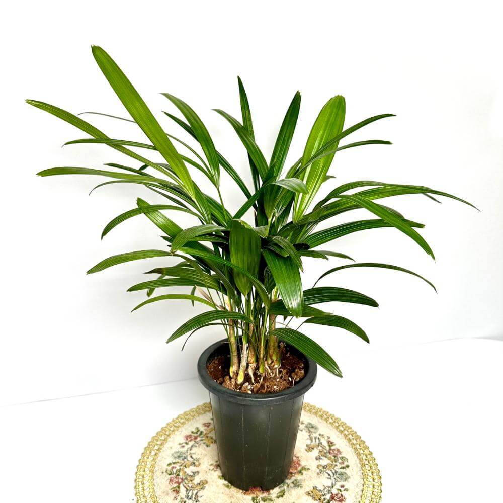 관음죽 키우는법