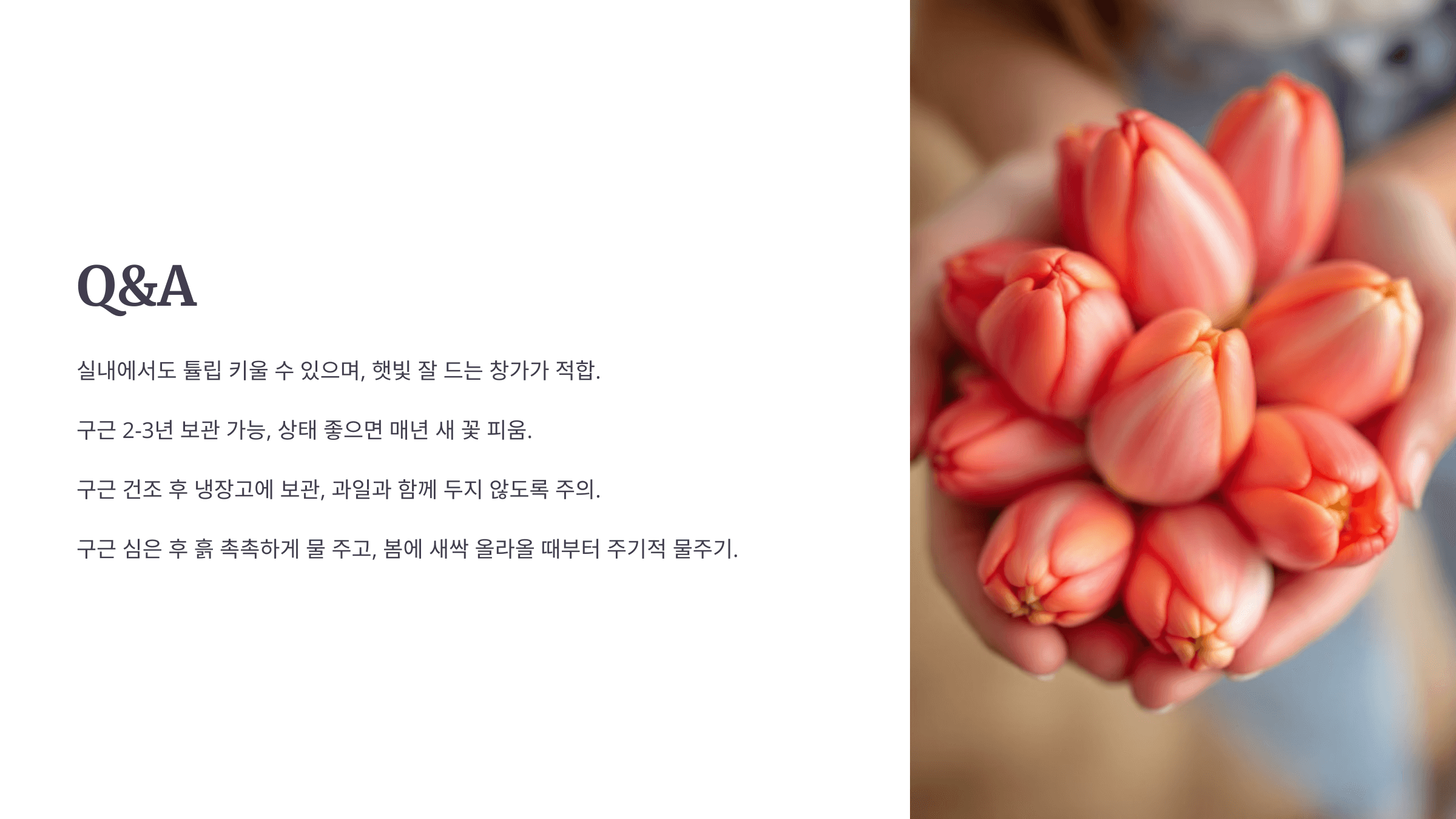 튤립과 관련된 사진입니다.